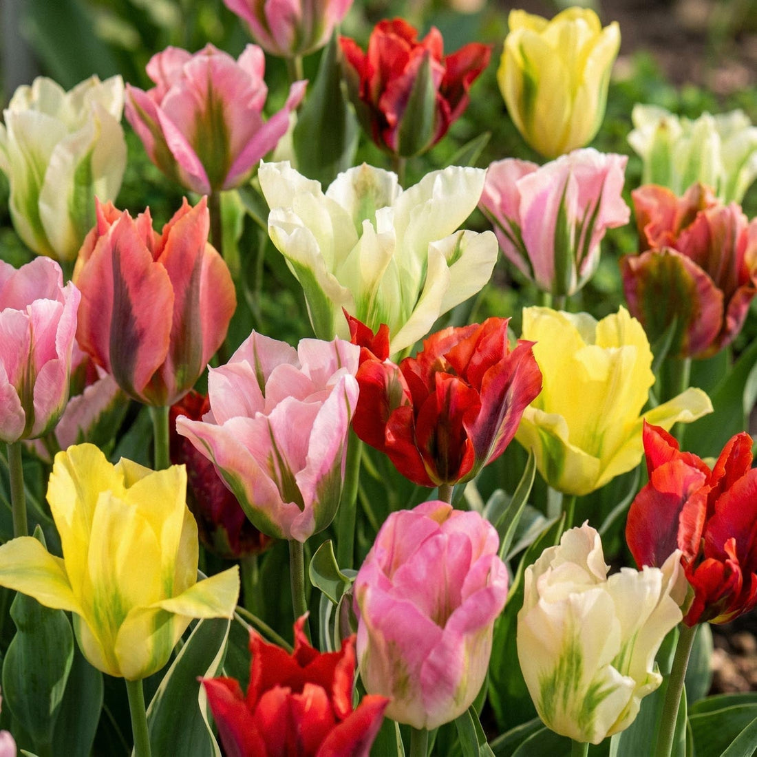 Tulipanblanding 'Viridiflora Mixed'