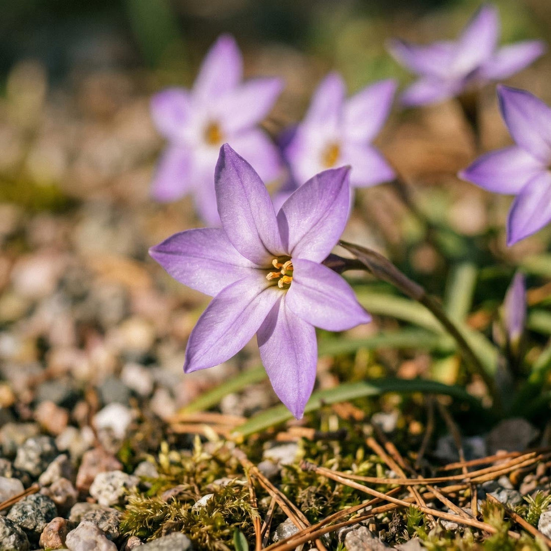 Vårstjerne, Ipheion 'Charlotte Bishop'