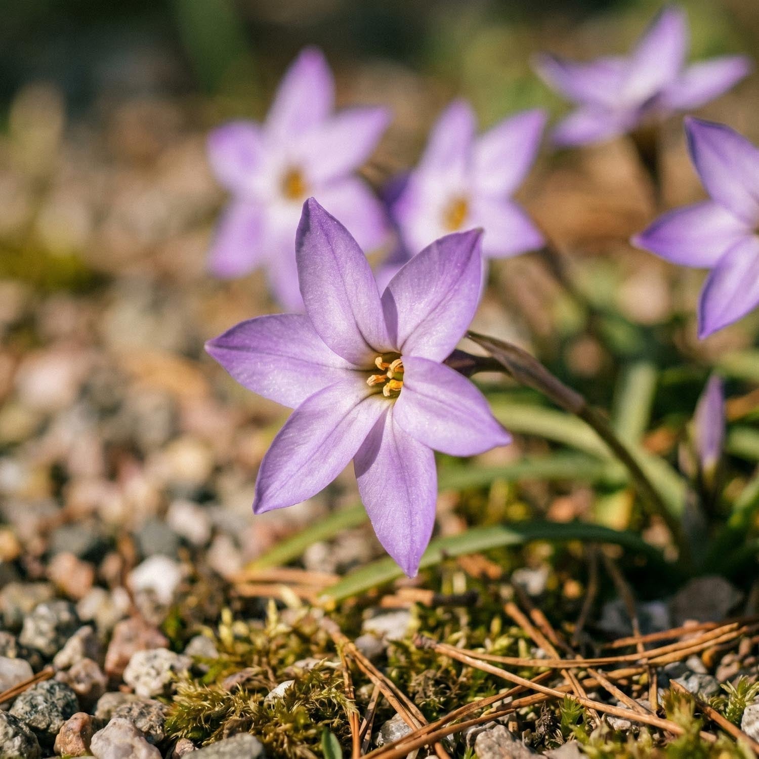 Vårstjerne, Ipheion 'Charlotte Bishop'