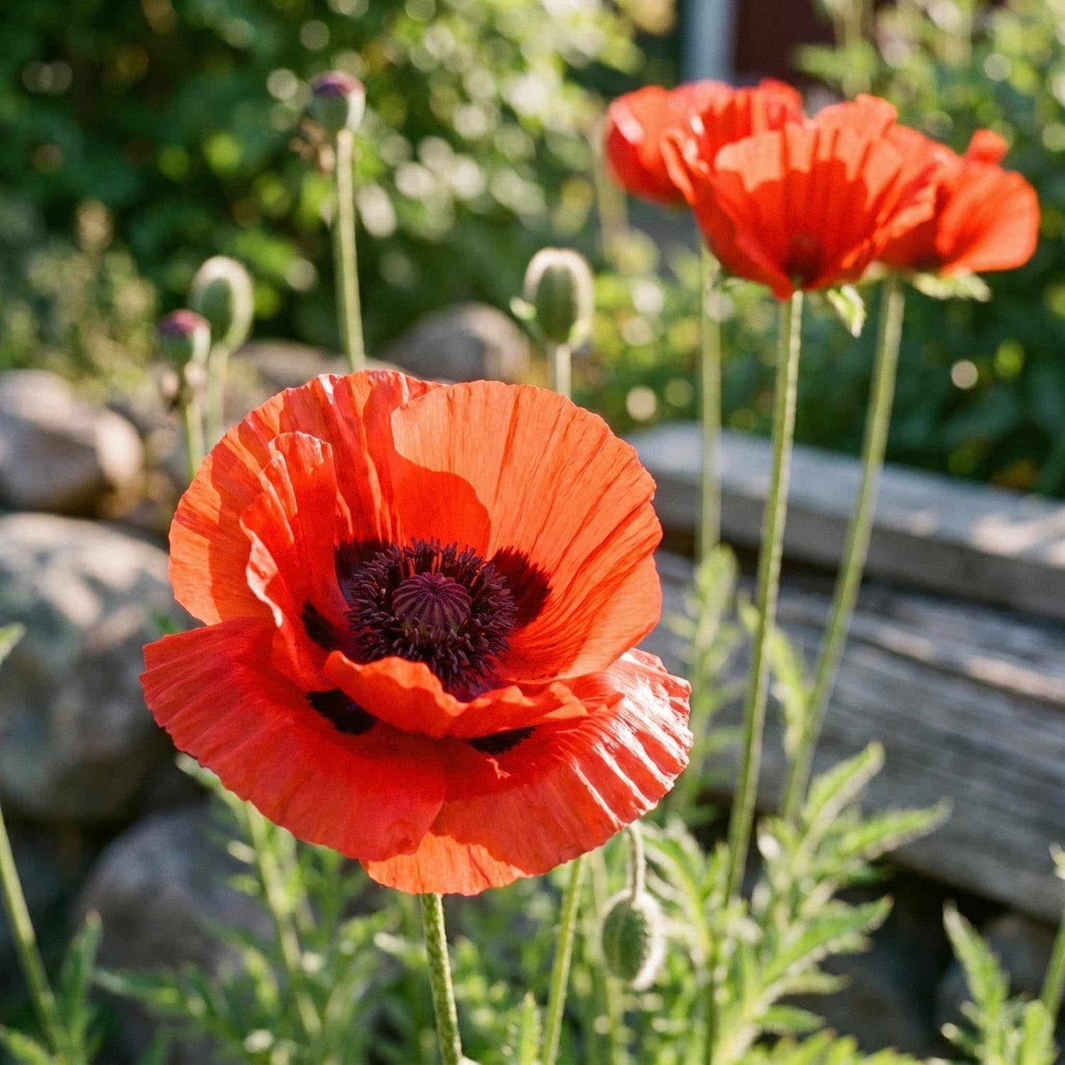 Valmue, Papaver 'Beauty of Livermere'