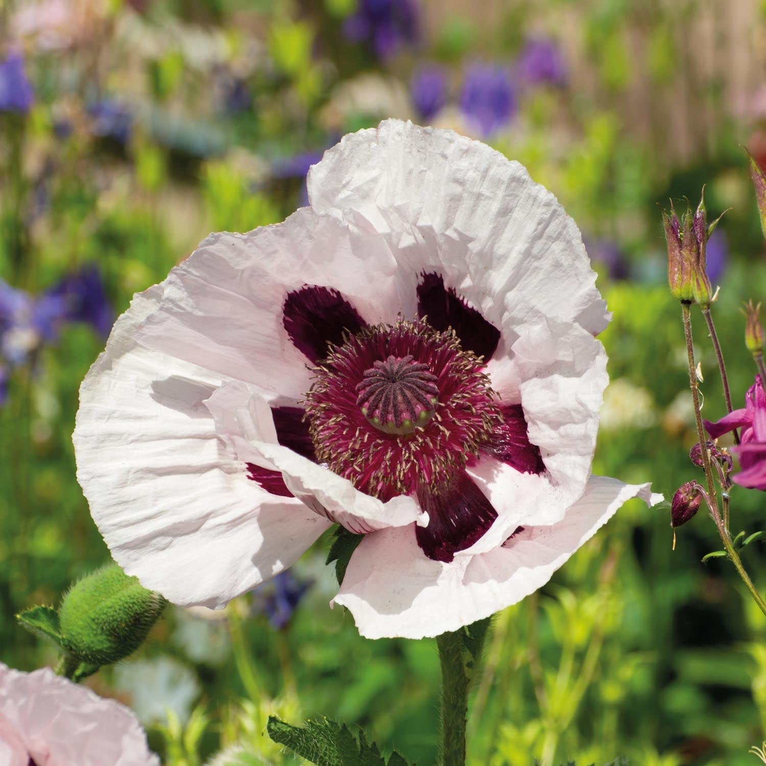 Valmue, Papaver 'Royal Wedding'