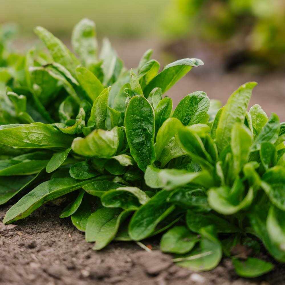 Vårsalat frø 'Vit' - 200 Økologiske Frø