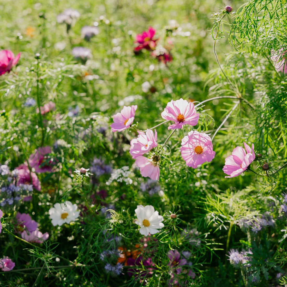 Vilde blomster frø 'Elegance' - 150 Økologiske Frø