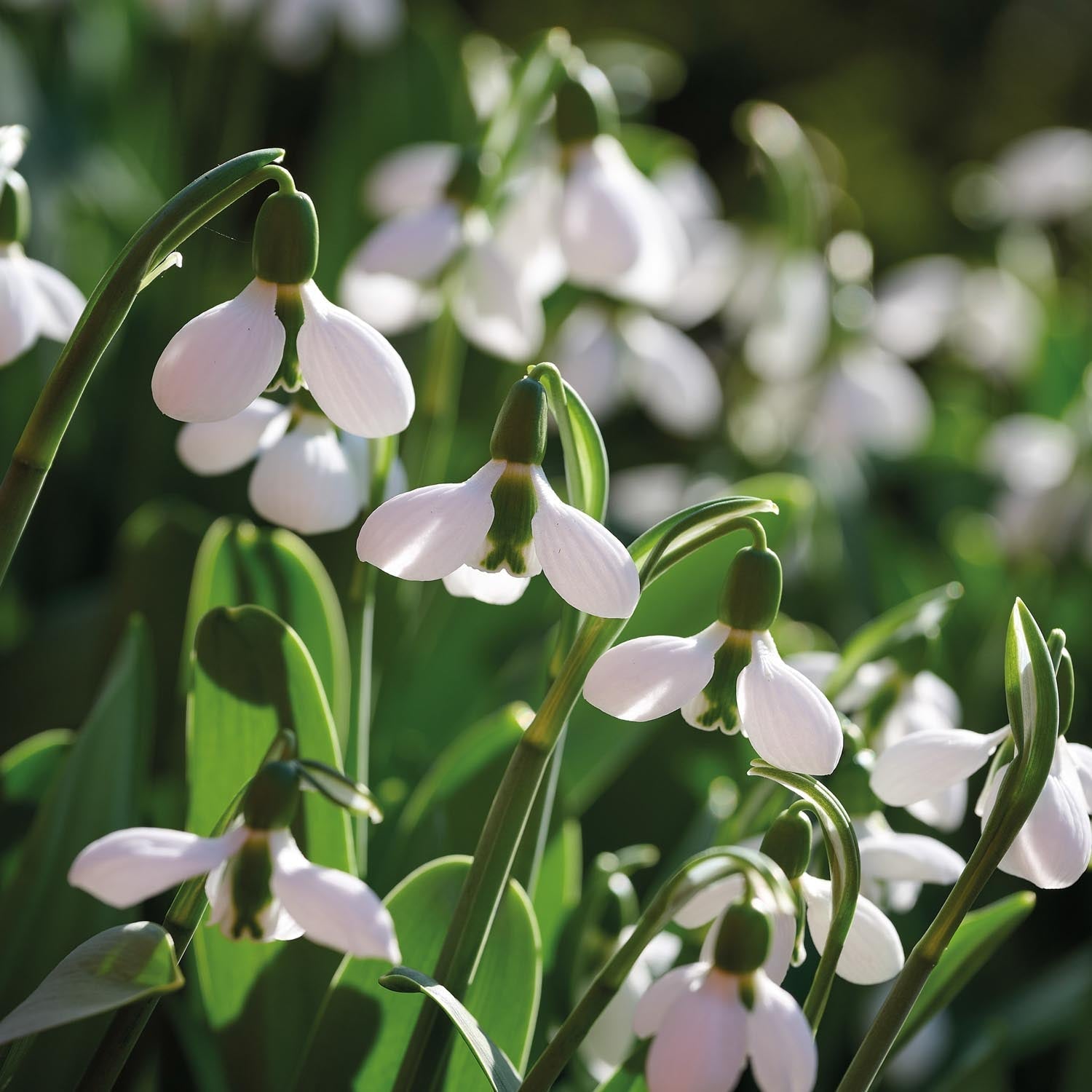 Vintergæk, Galanthus 'Beluga'