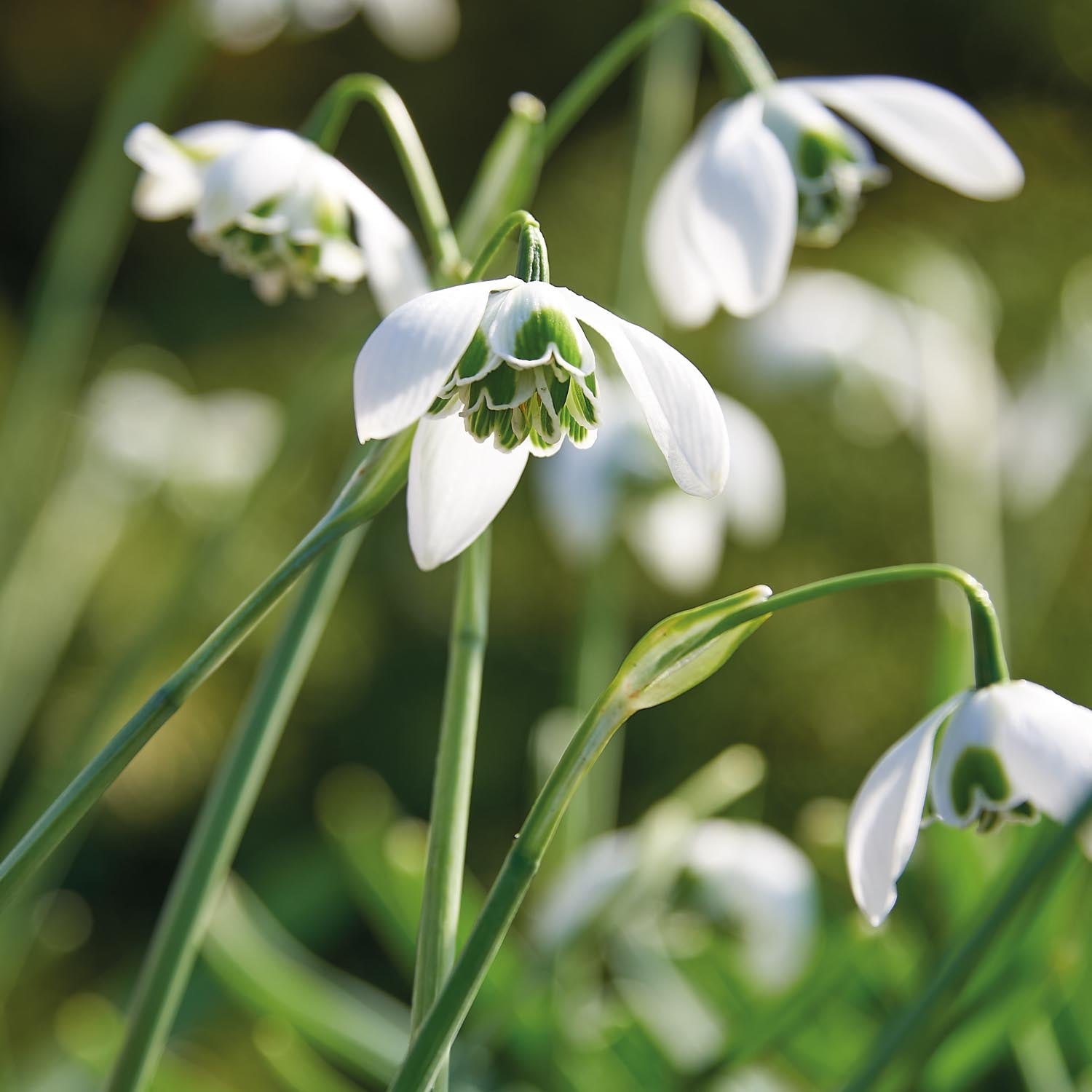 Vintergæk, Galanthus 'Hippolyta'