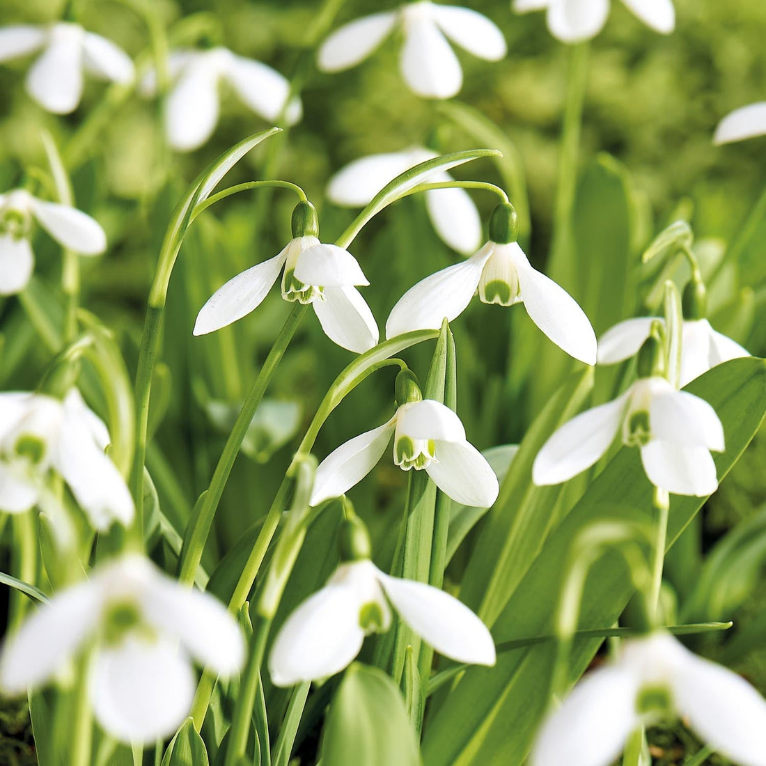 Vintergæk, Galanthus 'Mount Everest'