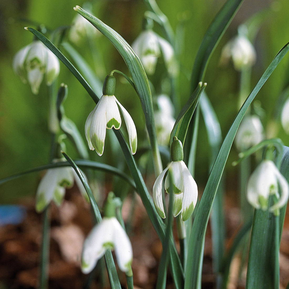 Vintergæk, Galanthus 'Viridapice'