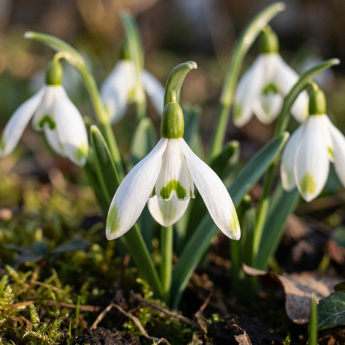 Vintergæk, Galanthus 'Viridapice'