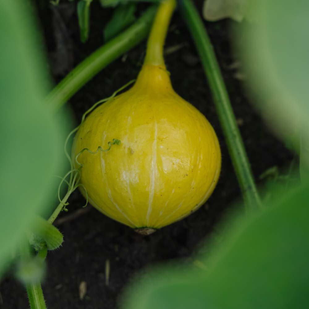 Vintersquash frø 'Uchiki Kuri' - 5 Økologiske Frø