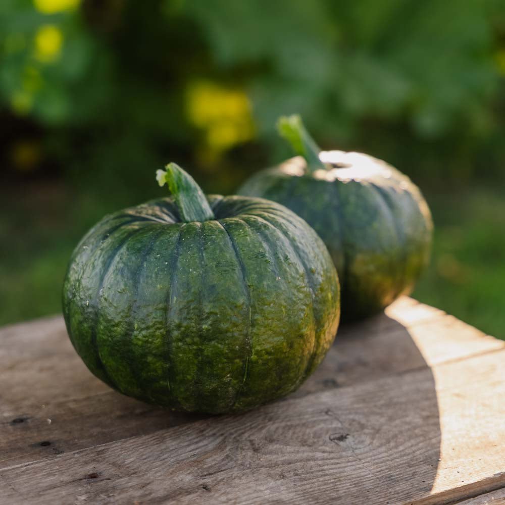 Vintersquash frø 'Zappalito' - 4 Økologiske Frø