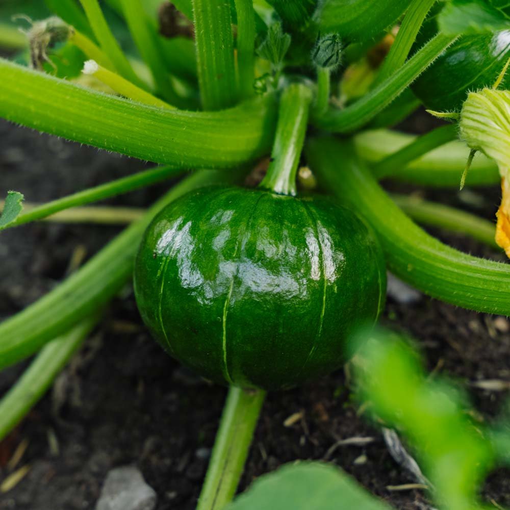 Vintersquash frø 'Zappalito' - 4 Økologiske Frø