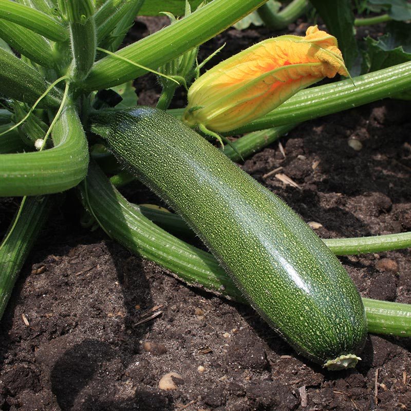 Squash frø “Zucchini” – 6 Økologiske Frø