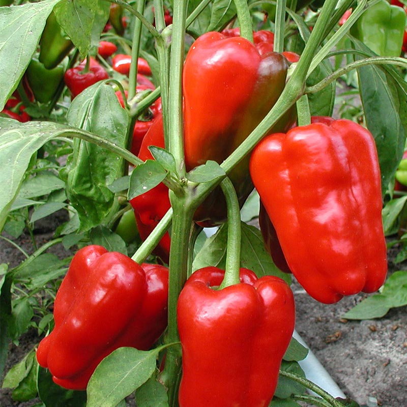Peberfrugt frø “Jubilandska” – 10 Økologiske Frø