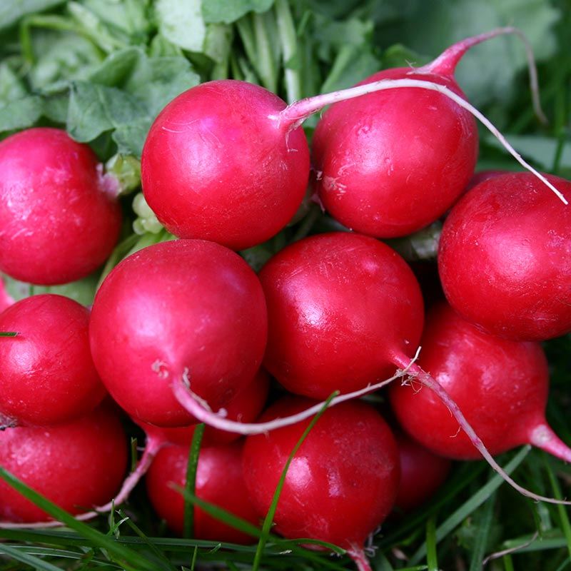Radisefrø ”Cherry Belle” – 60 Økologiske Frø