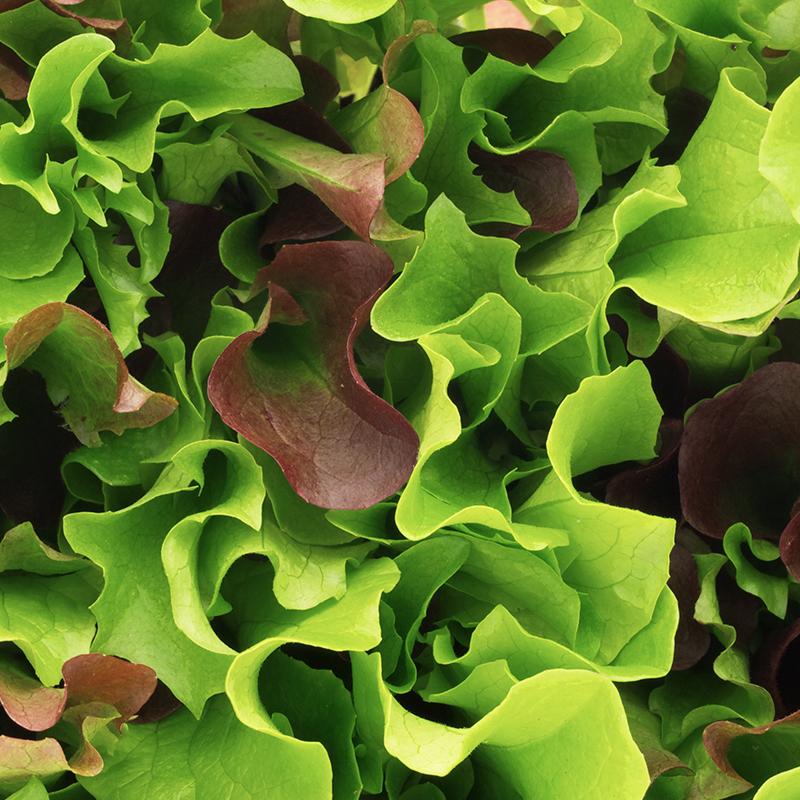 Salat frø “Mesclun” – 70 Økologiske Frø