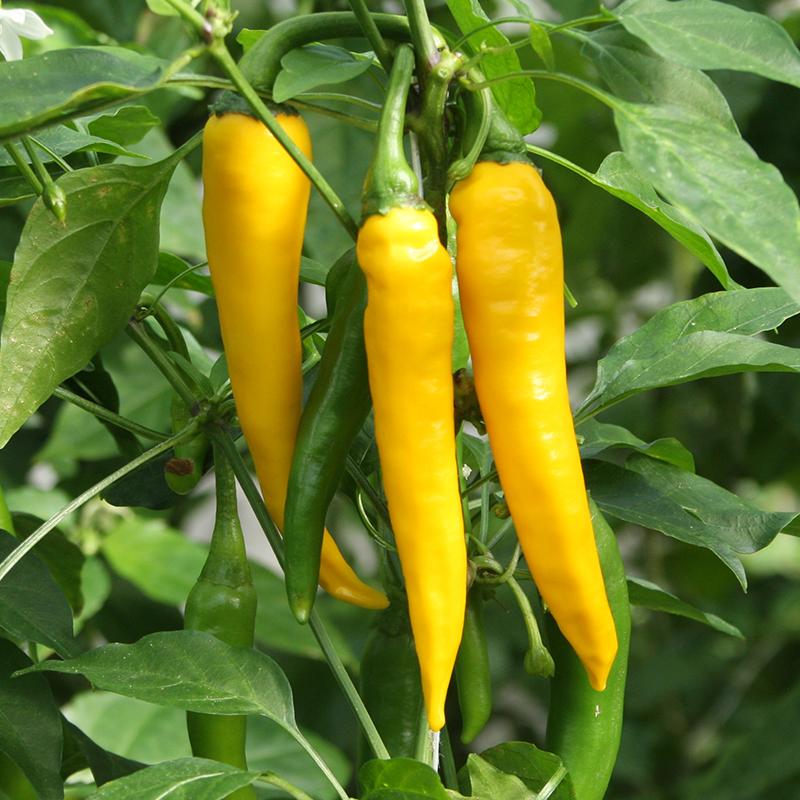 Stærk Chili “Koh Chang” – 5 Økologiske Frø
