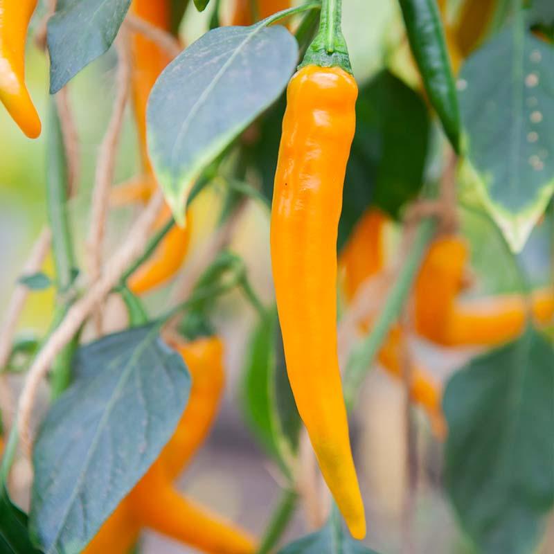 Stærk Chili “Koh Tao” – 5 Økologiske Frø