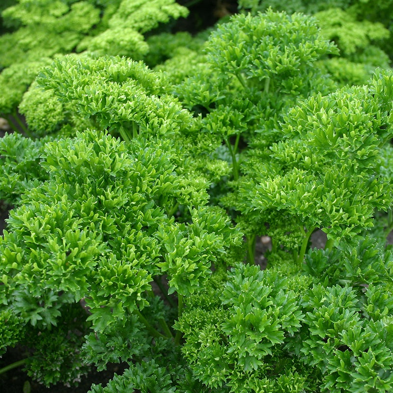 Persille frø “Moss Curled 2” – 50 Økologiske Frø